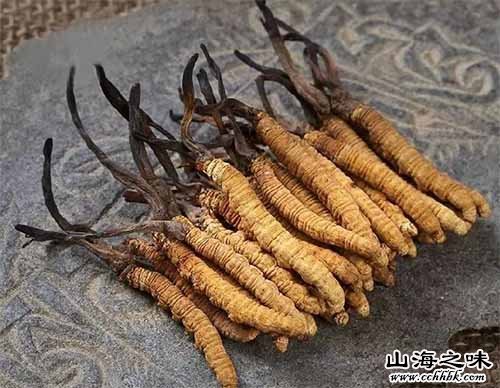 萨迦冬虫夏草－西藏日喀则