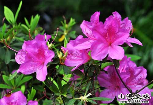北仑杜鹃花－浙江宁波市
