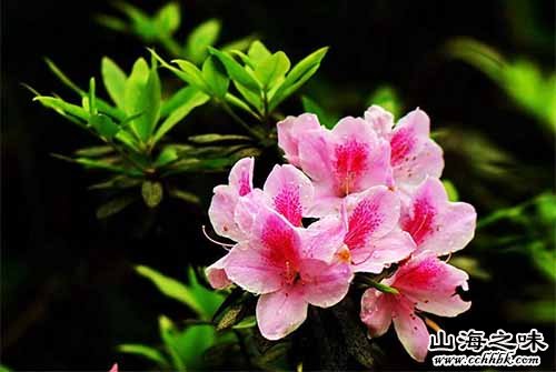 北仑杜鹃花－浙江宁波市