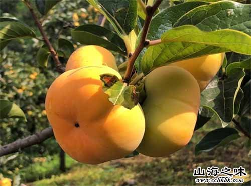石林甜柿－云南省昆明市