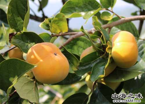 石林甜柿－云南省昆明市