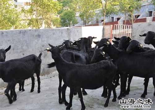 浏阳黑山羊－湖南省长沙市