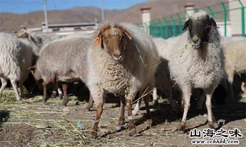 岗巴羊－西藏自治区日喀则市