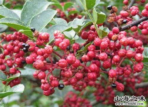 麒麟珠街花椒－云南省曲靖市
