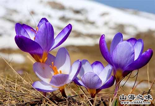 玉树藏红花－青海省玉树藏族自治州