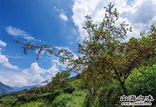 灵丘花椒－山西省大同市