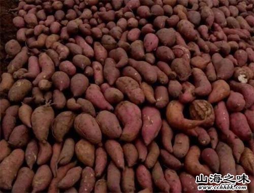 合阳北雷红薯－陕西省渭南市