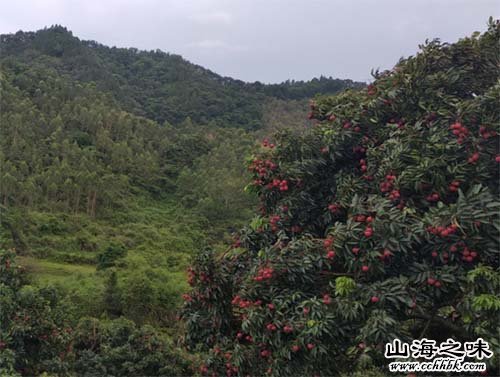 开平陂头桂味荔枝－广东省江门市