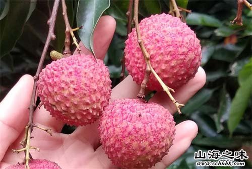 开平陂头桂味荔枝－广东省江门市