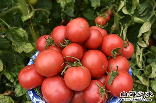 磴口番茄－内蒙古巴彦淖尔市