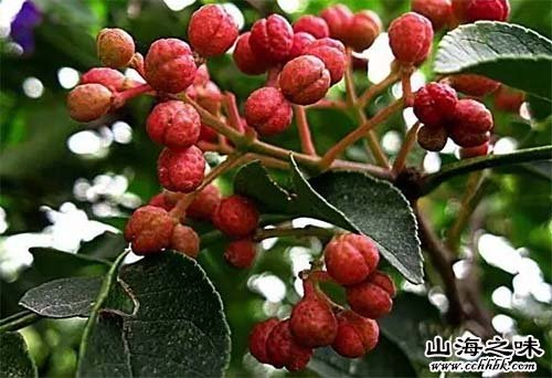 朗县花椒－西藏自治区林芝市