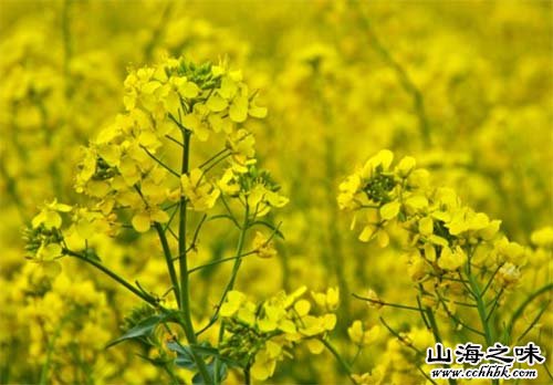 山丹油菜-甘肃省张掖市
