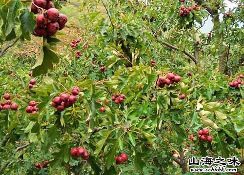 山海之味特产网-华北特产-河北特产-兴隆山楂